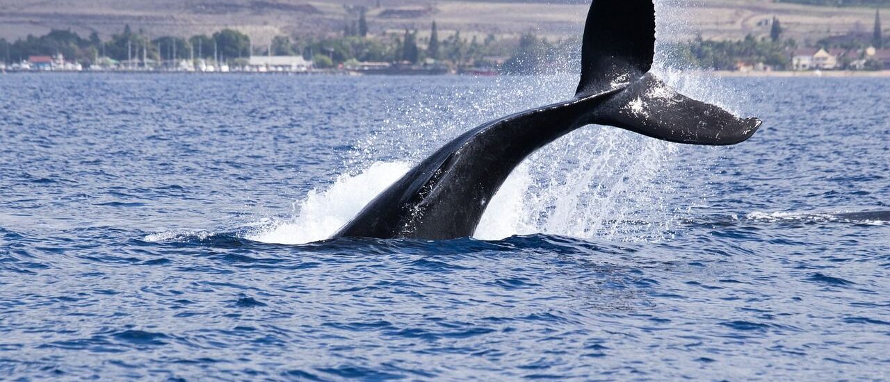 Bitcoin whales build long positions as funding stays deeply negative