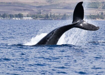 Bitcoin whales build long positions as funding stays deeply negative