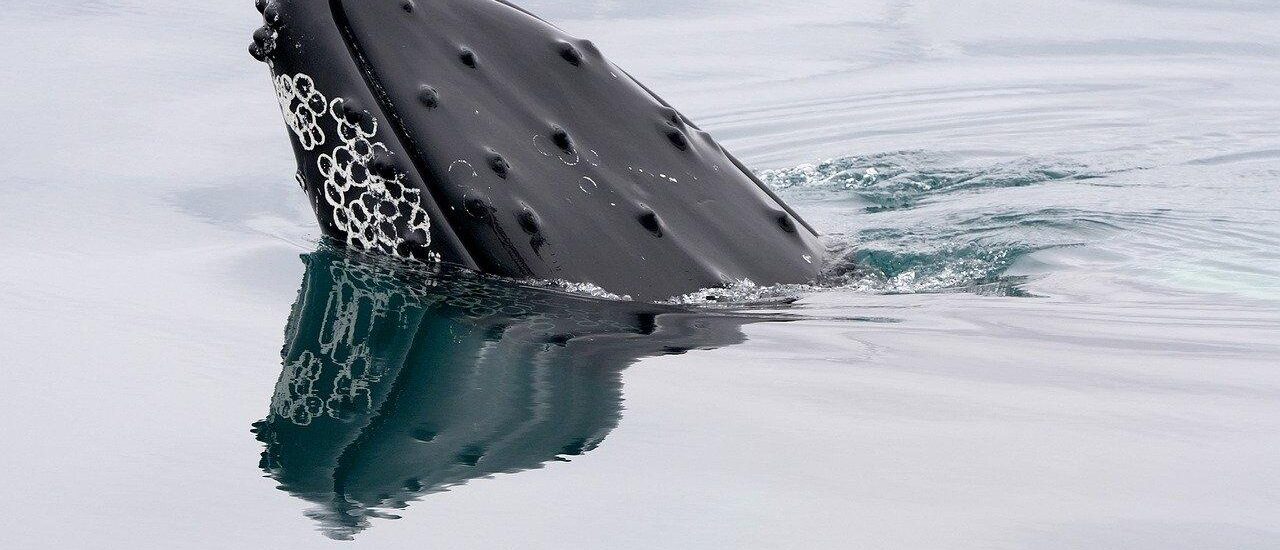 A bitcoin whale that went silent in 2013 moves $40 million in BTC