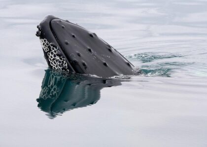 A bitcoin whale that went silent in 2013 moves $40 million in BTC
