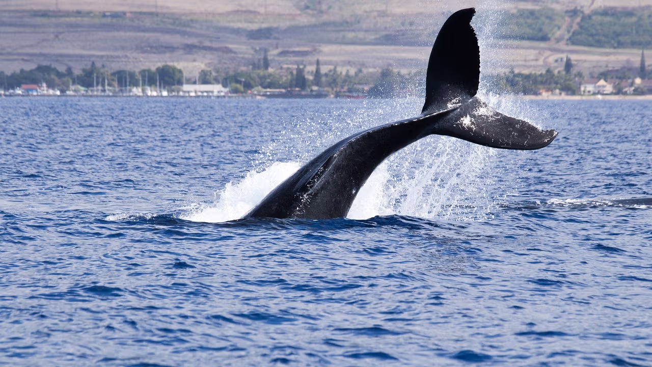Whale diving (foco44/Pixabay)