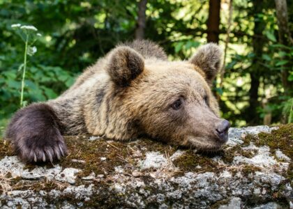 Crypto bears got it wrong again, losing $300 million in liquidations