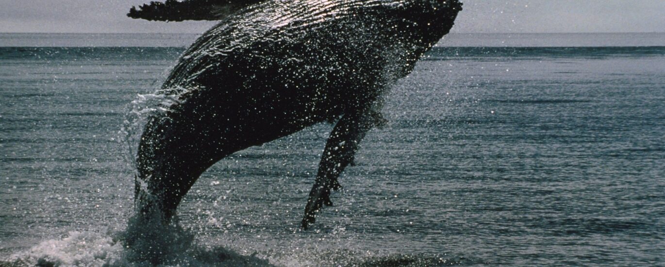 Bitcoin whales bought $16.7 billion of bitcoin in 2 weeks even as ETFs bled a record $4 billion