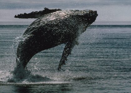Bitcoin whales bought $16.7 billion of bitcoin in 2 weeks even as ETFs bled a record $4 billion