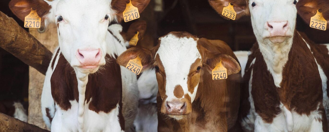 Brazilian farmers tokenized dairy cows to get loans, bypassing bank lending limits