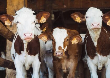 Brazilian farmers tokenized dairy cows to get loans, bypassing bank lending limits