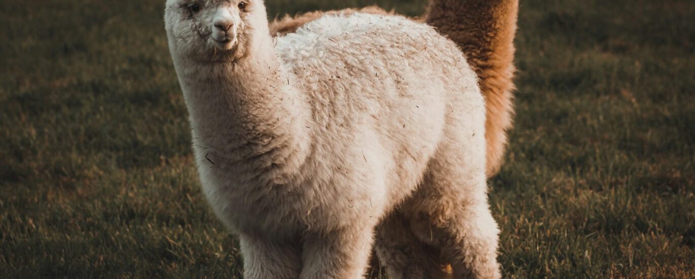 Crypto brokerage firm Alpaca raises $135 million for tokenized stock infrastructure