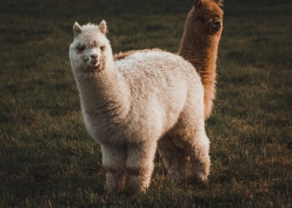 Crypto brokerage firm Alpaca raises $135 million for tokenized stock infrastructure