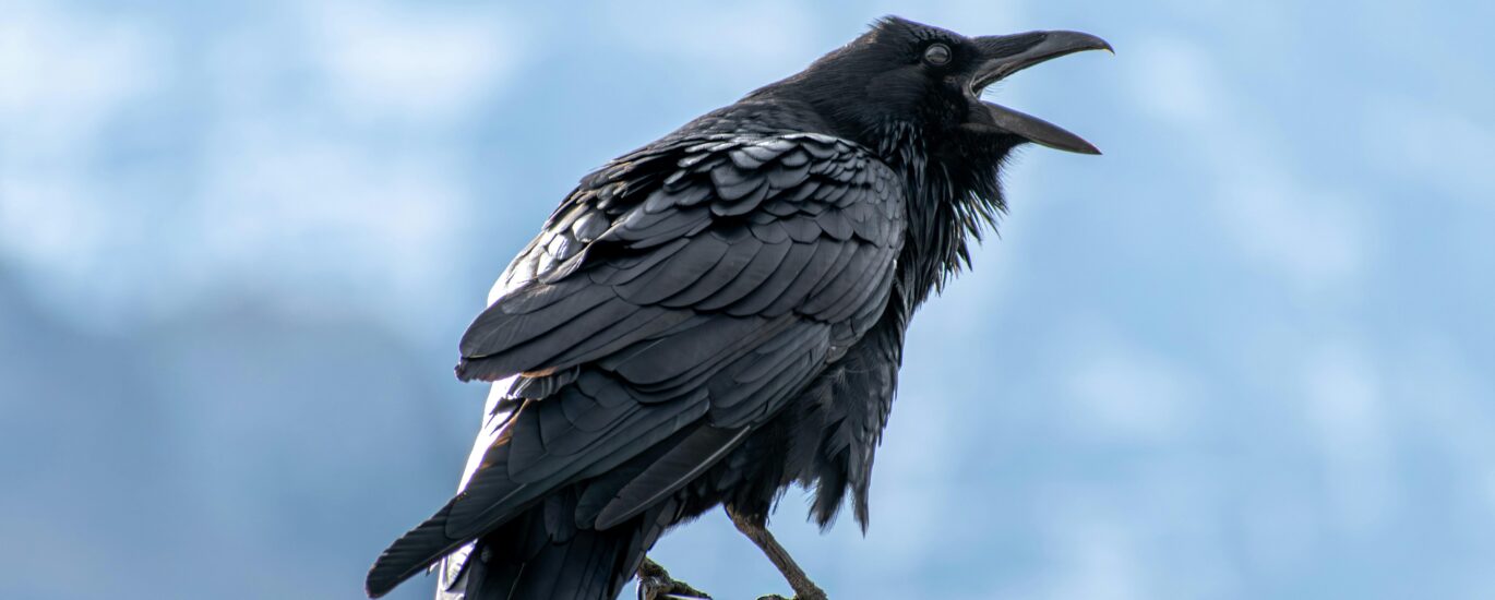 Ravencoin, a blockchain built from Bitcoin’s code, could roll back four days of transactions