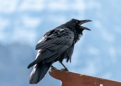 Ravencoin, a blockchain built from Bitcoin’s code, could roll back four days of transactions