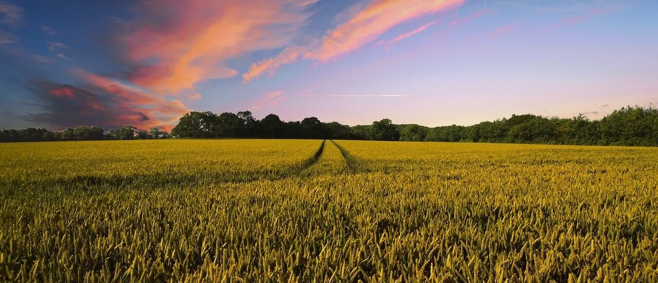Indian agri warehouse giant is putting $2 billion in grain-backed loans onchain