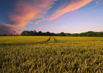 Indian agri warehouse giant is putting $2 billion in grain-backed loans onchain